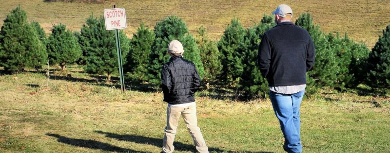 Safety Urged with Real Trees Over Holiday Season | News, Sports, Jobs - Vimarsana News